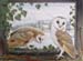 Barn Owls Barn Owls